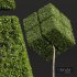 New Plant Ligustrum Quihoui Privet Pruned03 - Thumbnail 3