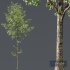 HQ Plants Alnus Glutinosa03 - Thumbnail 2