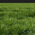 Grass Linear Meadow - Thumbnail 2