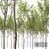 HQ Plants Acer Pseudoplatanus02 - Thumbnail 2