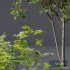 Acer Saccharinum and Hazel leaves - Thumbnail 2
