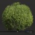 New Plant Ligustrum Quihoui Privet Pruned01 - Thumbnail 2