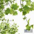 Fagus Sylvatica and Acer Saccharinum Summer - Thumbnail 2