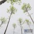 HQ Plants Acer Pseudoplatanus03 - Thumbnail 2