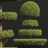 New Plant Ficus Concinna Bonsai Pruned13 - Thumbnail 2