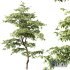 Plants Carpinus Betulus - Thumbnail 4