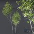 HQ Plants Betula Pendula02 - Thumbnail 2