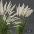 HQ Plants Nassella Tenuissima - Thumbnail 2