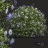 New Plant Nigella Damascena Jungfer Grunen - Thumbnail 2