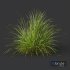 sweet grass - Thumbnail 2
