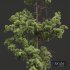 Pinus Palustris and Sphaeropteris Lepifera and Pinus Engelmannii-5 different trees - Thumbnail 2