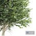 carpinus betulus - Thumbnail 2