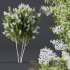 Plants Myrtle White Flower - Thumbnail 2