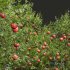 Punica Granatum Pomegranate and Prunus Salicina Plum Pflaume - Thumbnail 2