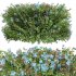 New Plant Ceratostigma Plumbaginoides Bleiwurz Box - Thumbnail 2