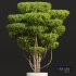 New Plant Ficus Concinna Bonsai Pruned Pot - Thumbnail 2