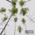 HQ Plants Betula Pendula - Thumbnail 2