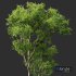 Plants Celtis Australis - Thumbnail 2