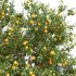 Citrus Sinensis Orange Arancio and Punica Granatum Pomegranate - Thumbnail 3
