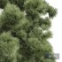 New Plant High detail Pinus Palustris - Thumbnail 2