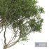 Pseudoplatanus and Saccharinum Summer trees - Thumbnail 2