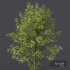 HQ Plants Alnus Glutinosa02 - Thumbnail 2