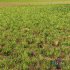 Grass Meadow Green Land - Thumbnail 2