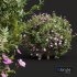 Cistus Albidus Zistrose-3 different bush - Thumbnail 2