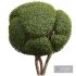 New Plant Ficus Concinna Bonsai Pruned16 - Thumbnail 2