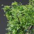 Plants Celtis Australis02 - Thumbnail 2