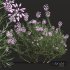 New Plant Wild Erica Multiflora Bruyere Fiche - Thumbnail 3