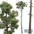New Plant High detail Pinus Engelmannii02 - Thumbnail 2