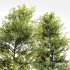 Real Tree Acer Buergerianum and Saccharinum - Thumbnail 3