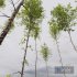 HQ Plants Betula Pendula - Thumbnail 3
