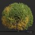 New Plant Ligustrum Quihoui Privet Pruned01 - Thumbnail 3
