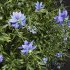 New Plant Nigella Damascena Jungfer Grunen - Thumbnail 3