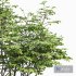 Acer Saccharinum and Hazel leaves - Thumbnail 3