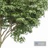 Japanese Cherry Leaf and Water gum-3 trees - Thumbnail 3