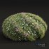 New Plant Cuphea Hookeriana Carthagenensis Decorative01 - Thumbnail 3