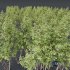 HQ Plants Betula Pendula03 - Thumbnail 4