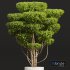 Ligustrum Quihoui and Ficus Concinna Bonsai Pruned - Thumbnail 3