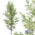 HQ Plants Alnus Glutinosa03 - Thumbnail 3