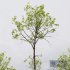 HQ Plants Acer Pseudoplatanus03 - Thumbnail 3