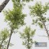 Plants Alnus Glutinosa - Thumbnail 2