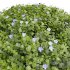 New Plant Bacopa Diffusa Sutera Sphere - Thumbnail 3