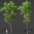 Plants Celtis Australis - Thumbnail 3
