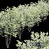 Amelanchier lamarckii3 - Thumbnail 3