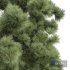 Pinus Palustris and Engelmannii- 4 trees - Thumbnail 4