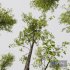 HQ Plants Alnus Glutinosa02 - Thumbnail 3