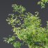 Plants Celtis Australis04 - Thumbnail 3